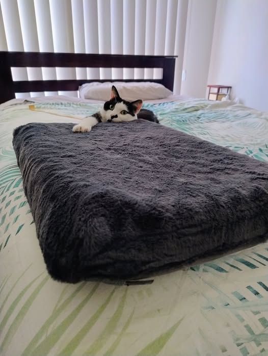 A black and white cat draped over the far edge of a rectangular cat bed. Most of his body sits below the edge of the bed and can not be seen. His face rests on the edge of the bed and one paw is stretched out on the bed with claws visible, resembling Gandalf in the Balrog scene of LOTR. He is looking directly into the camera.