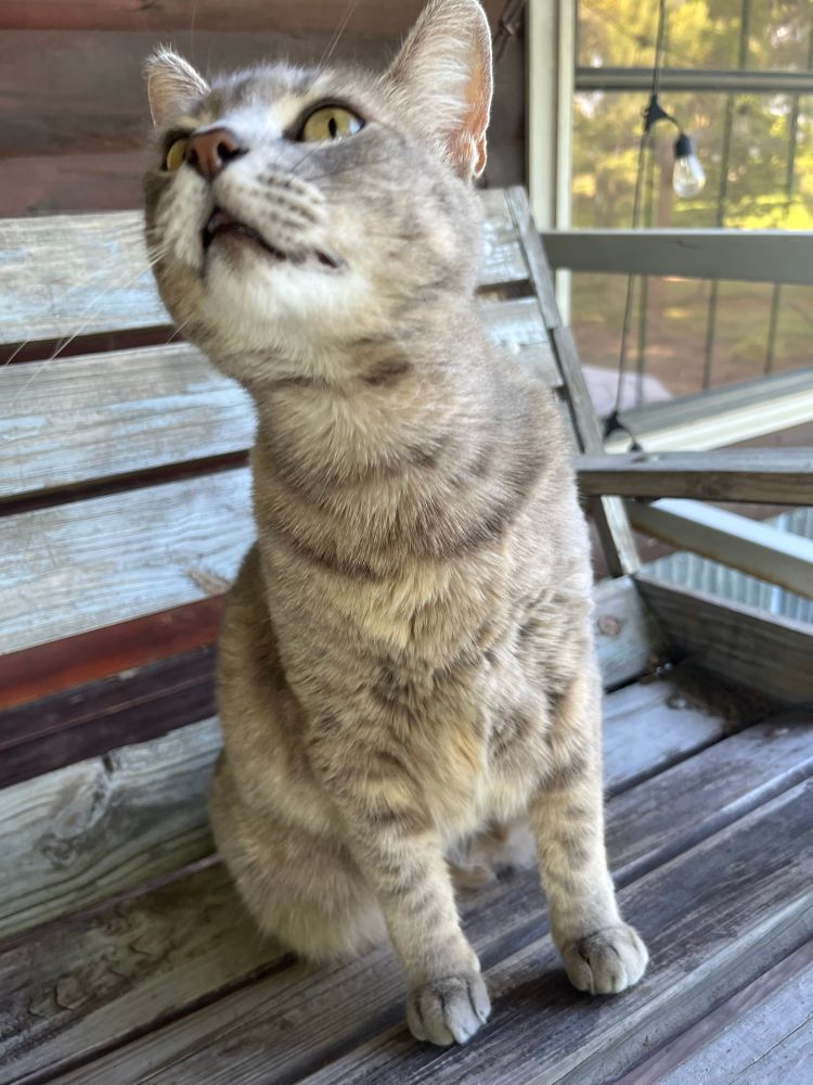 Ashley sitting on a porch swing outside. She looks toward, stretching herself forward slightly. Her silhouette appears to be slanted, almost italicized.