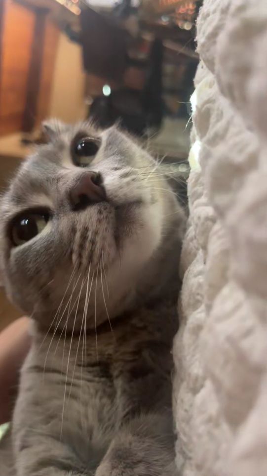 Ashley looking up from bed. Her face appears very round from this angle, with her eyes appearing to look bug-like and almost bulging. She looks almost like a cute cat alien.