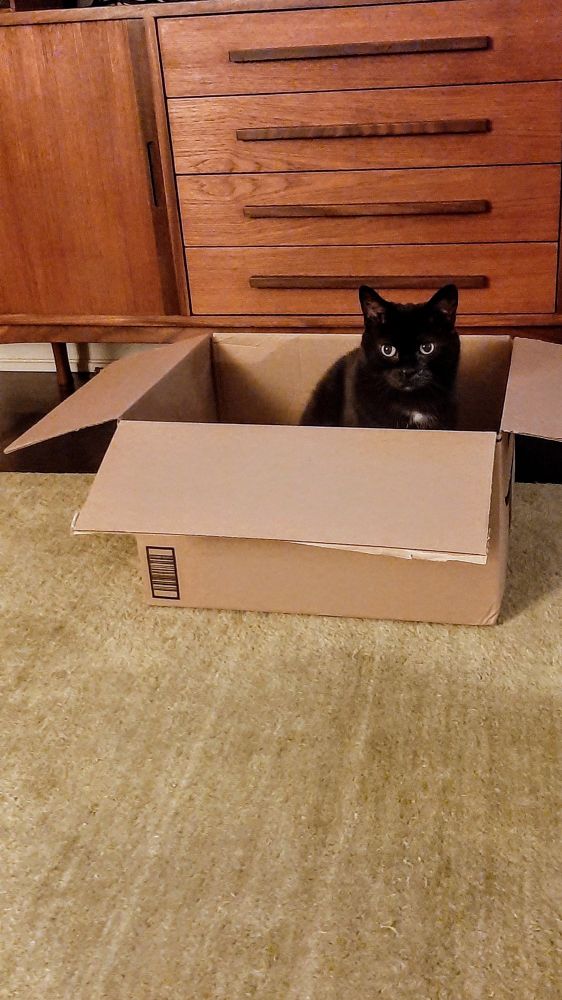 A black cat with a small white spot on its chest sits in a cardboard box, looking towards the viewer. The box is on a green rug in front of a wooden sideboard. 