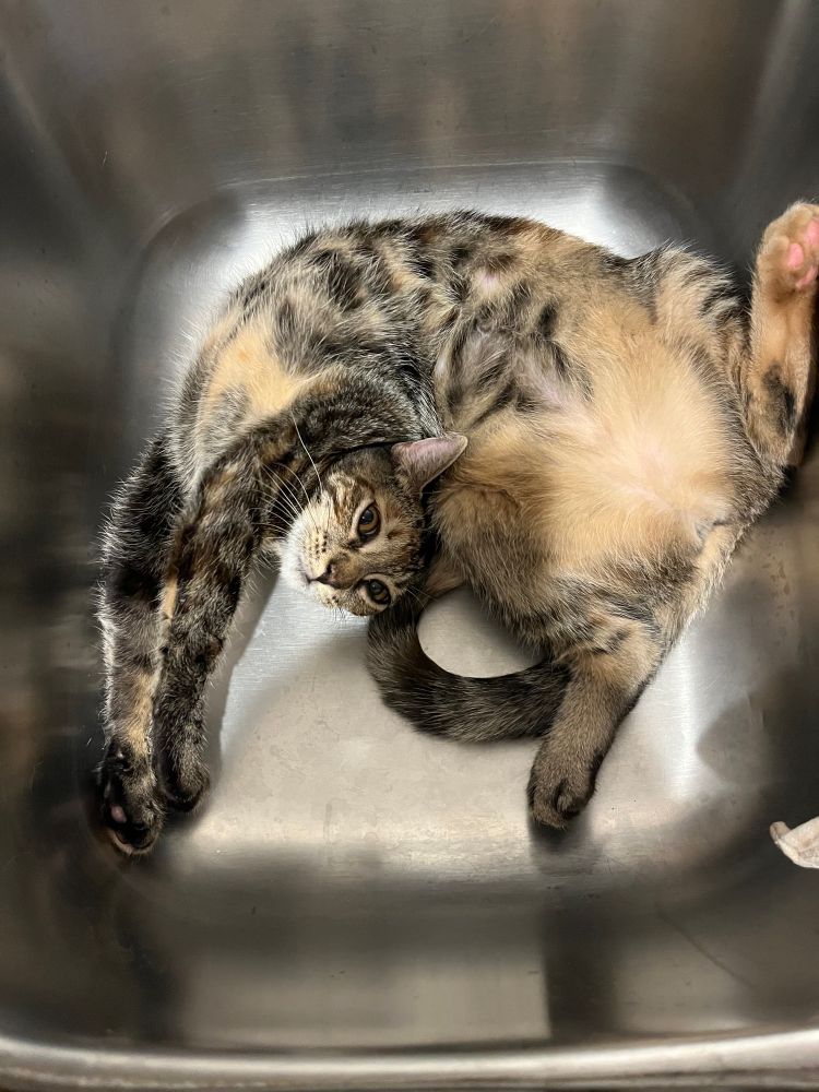 A brown striped female cat with a speckled beige belly stretches upside down in a sink