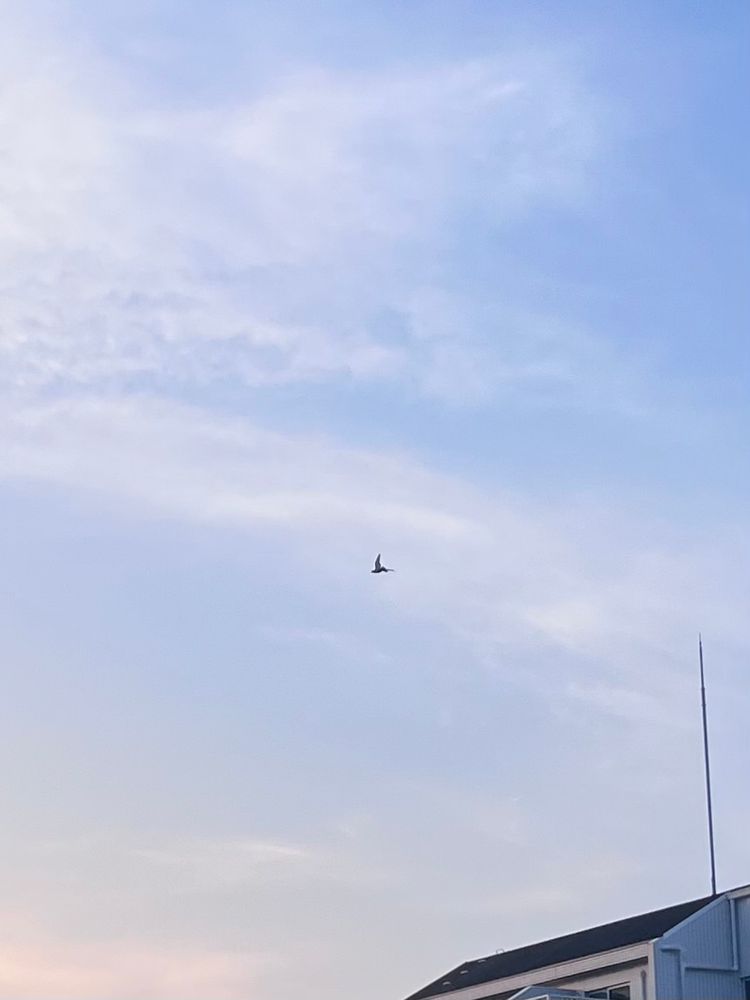 明けて間もないの朝の空（まだ少し橙色が残っている）を鳩が飛んでいる