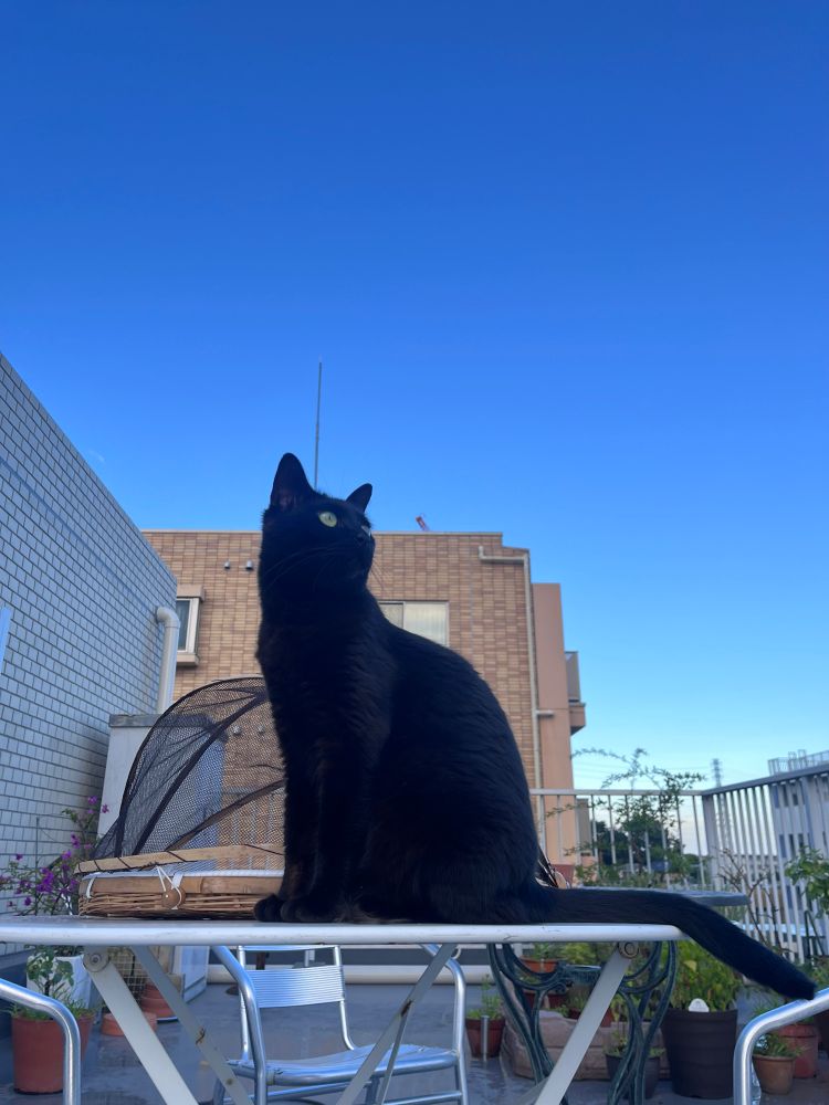 ベランダに干された梅干しの横でキリッとした顔をしている黒猫（じゅうちゃん）
