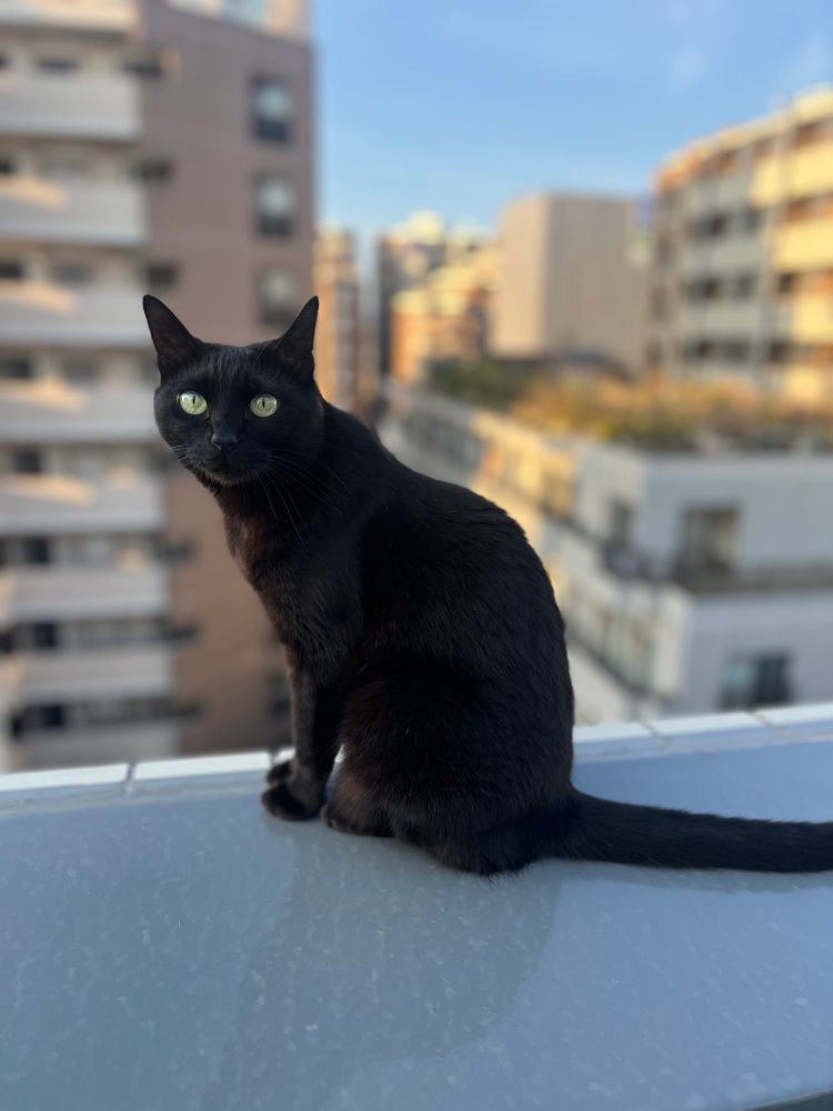 早朝。住宅地を見下ろせる屋上のへりで振り向いている黒猫（じゅうちゃん）。