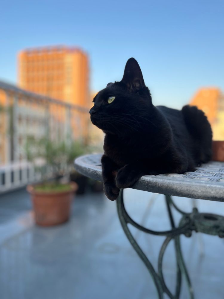 屋上のテーブル席上でくつろぐ黒猫さんじゅうちゃん）。よこ顔バージョン