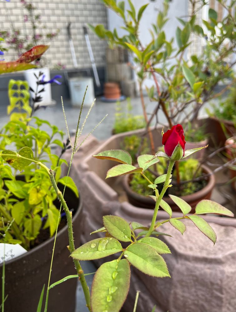 赤い薔薇の蕾