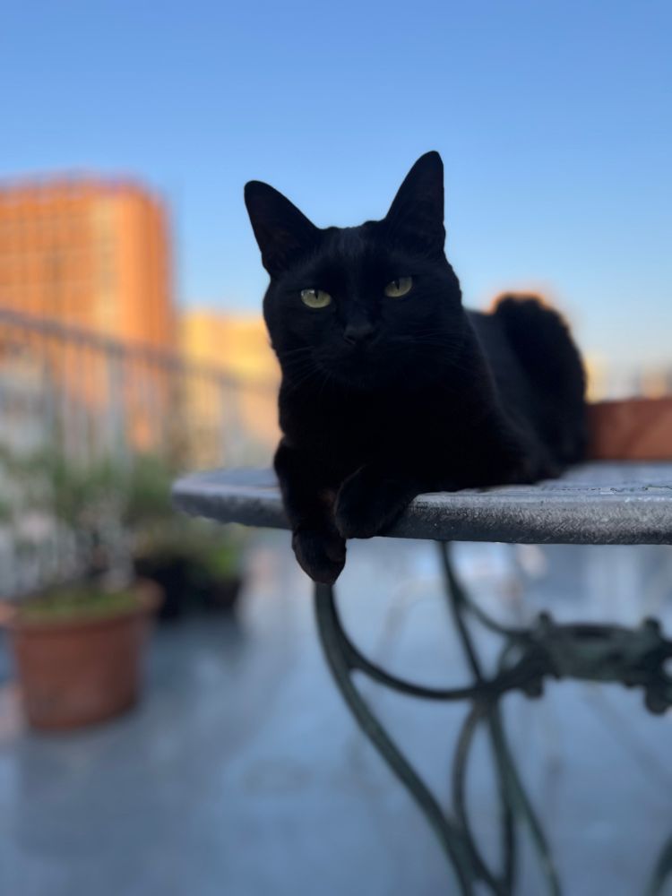 屋上のテーブルの上でくつろぐ黒猫（じゅうちゃん）