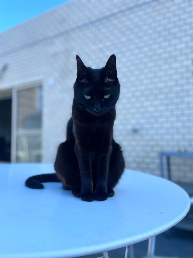 ガーデンテーブルの上で前脚をキュッと揃えてすわっている黒猫（じゅうちゃん）