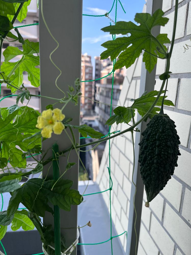 ベランダ。グリーンカーテンのゴーヤの実（小さい）と花