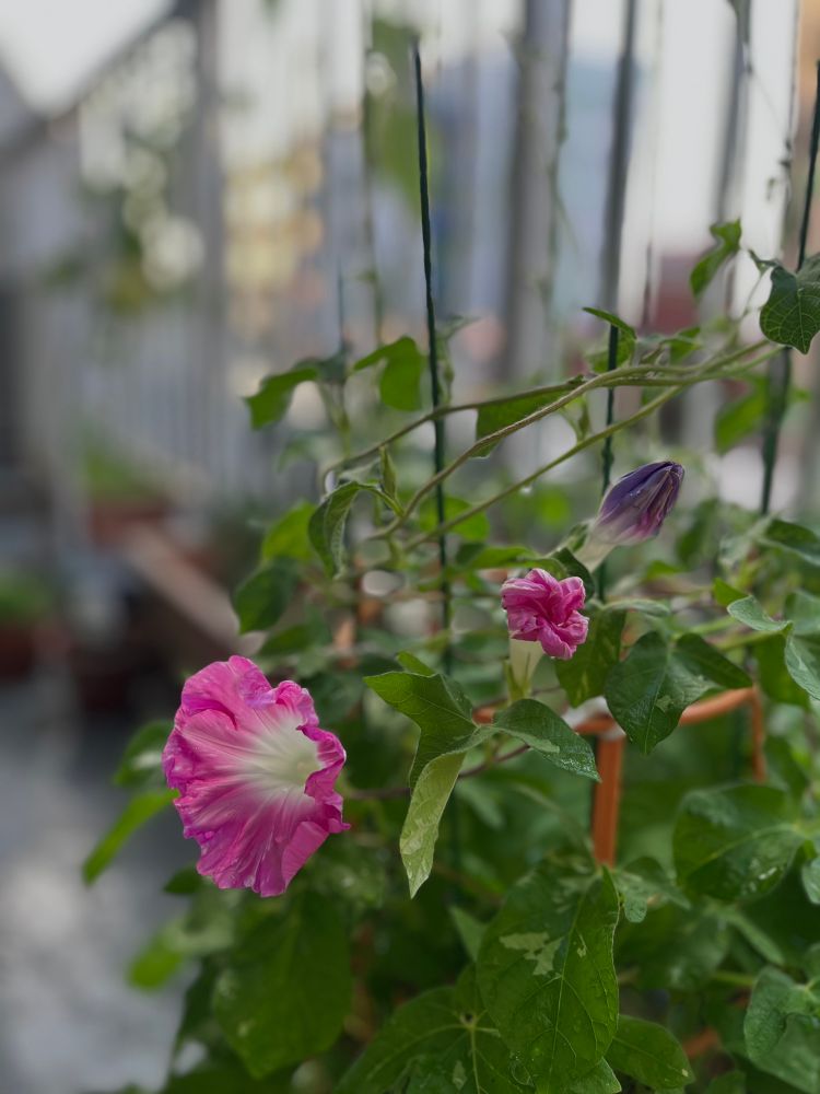 朝のベランダ。鉢植えの朝顔。ひらきかけの花がひとつと、まだひらいていない花がふたつ。