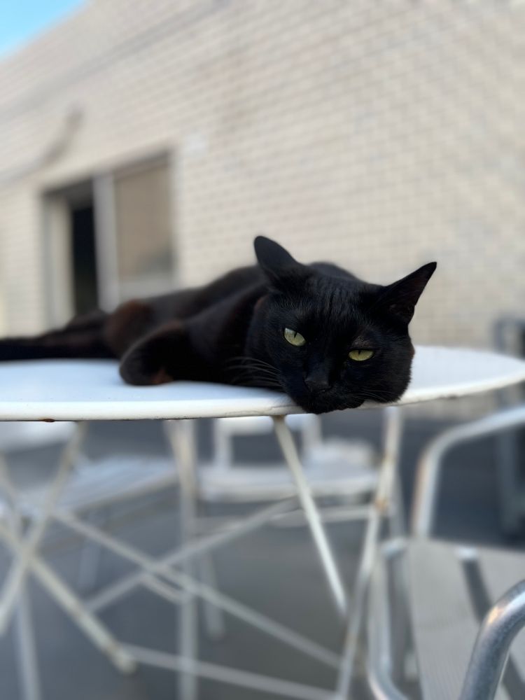 ベランダのテーブルの上、眠そうな顔で伸びている黒猫（じゅうちゃん）