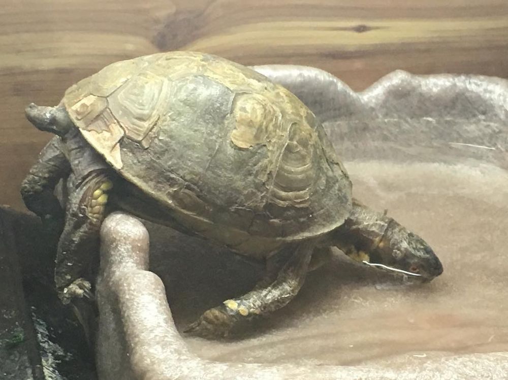 A thirsty turtle is plopped face first into a water bowl