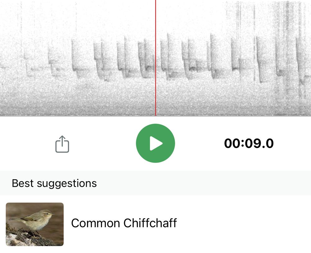 A screenshot of the Merlin bird app showing the sound recording waveform and the identified bird, the common chiffchaff, a cute little brown fella with a fluffy whiter tummy