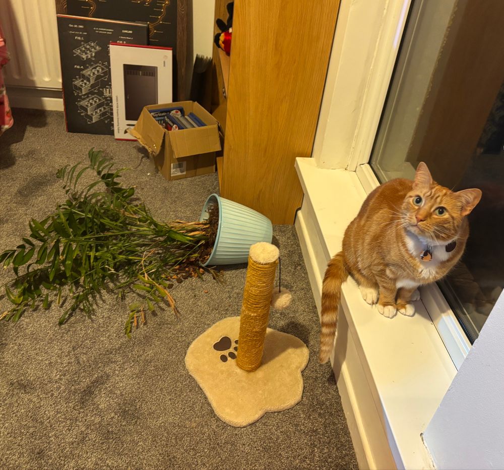 My cat, Pumpkin, next to the plant pot he’s knocked over 