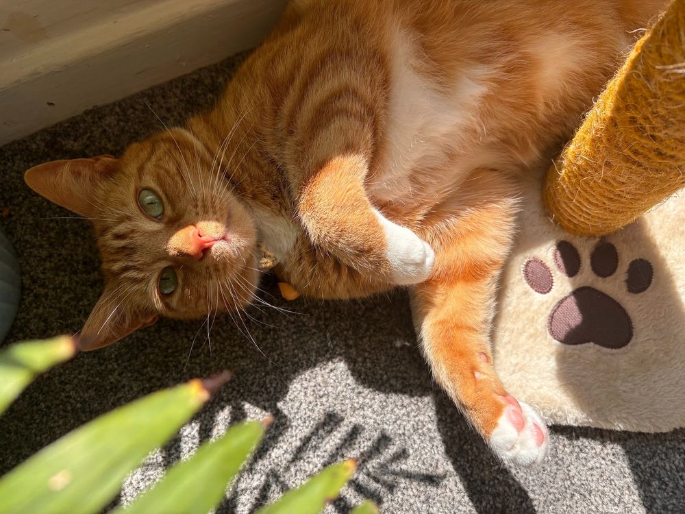 My ginger and white cat, Pumpkin, sunbathing