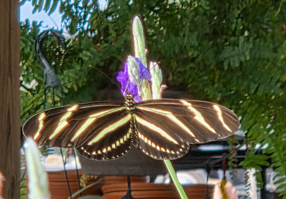 Zebra Longwinged Butterfly