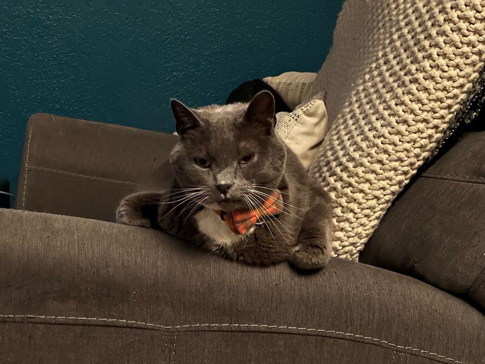 A cat sitting on the arm of a chair.