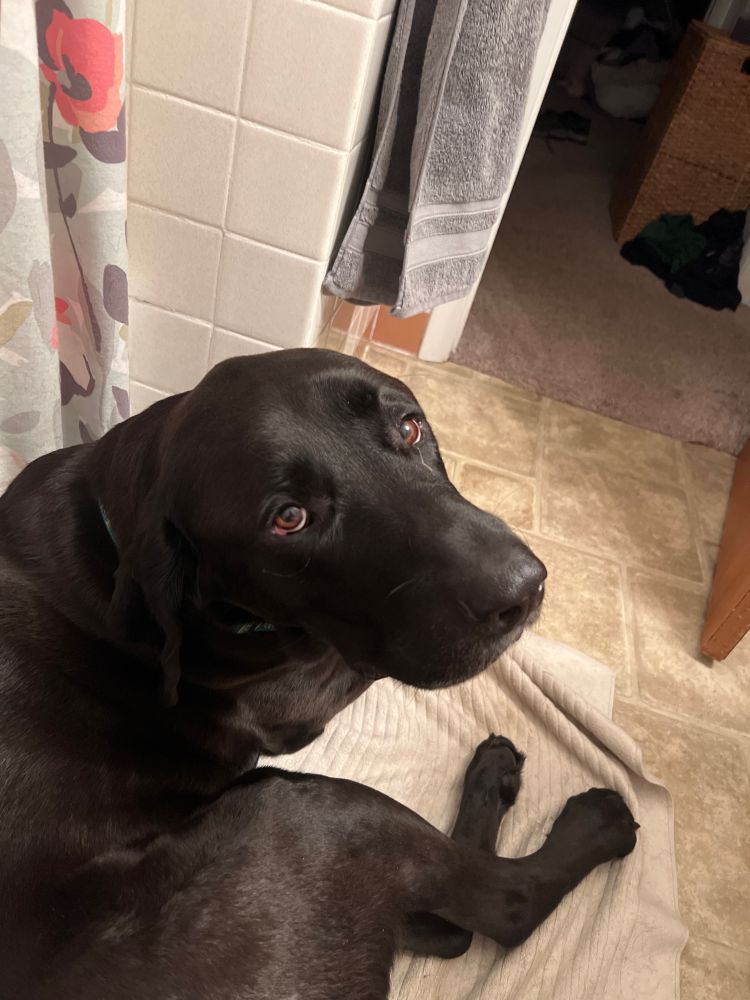 A black lab looking at its owner while it’s owner takes a dump off camera