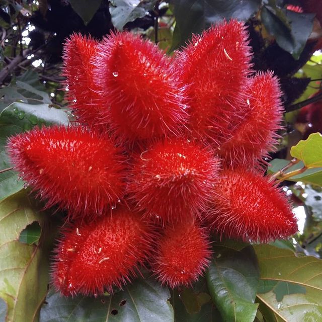 close de um cacho de frutos de urucum ainda presos à planta. Os frutos são de um vermelho vibrante e profundo e cobertos por pêlos macios e espetados. Gotículas de água são visíveis em alguns frutos, sugerindo chuva recente ou umidade. O fundo mostra as folhas verdes escuras da planta.

 📷 projeto_colecionandofrutas