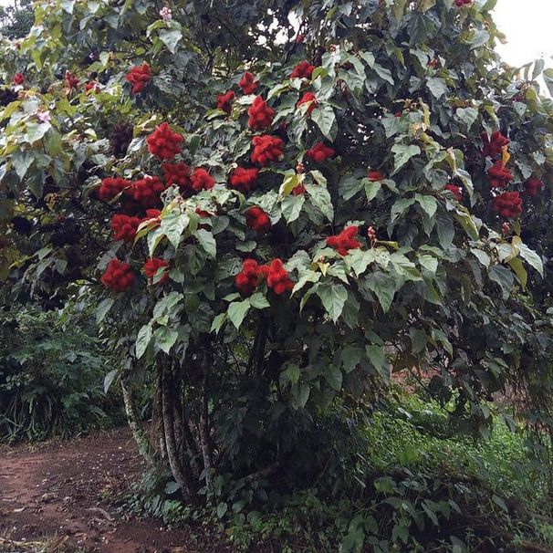 uma pequena árvore arbustiva carregada de seus característicos frutos vermelhos pontiagudos. A árvore está em um ambiente natural, possivelmente um jardim, com uma vegetação verdejante ao seu redor. Os frutas vermelhos vibrantes contrastam com as folhas verdes

 📷 projeto_colecionandofrutas