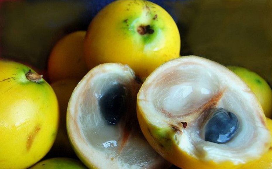 A imagem exibe um close de vários frutos arredondados amarelos, alguns inteiros e outros cortados, revelando uma polpa branca translúcida gelatinosa e sementes escuras.

📸 Lúcia Passos