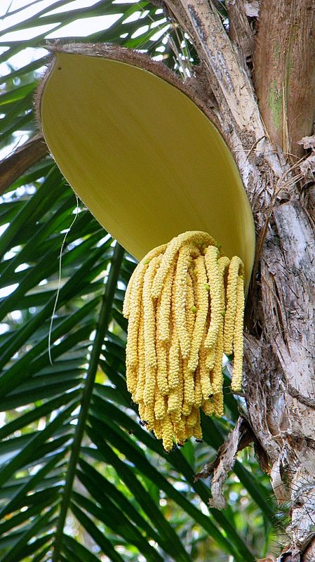 Um close da inflorescência de uma palmeira. Uma espata grande e amarelo-pálida envolve parcialmente um cacho pendente de numerosas flores pequenas e amarelo-pálidas. O fundo exibe as folhas verdes da palmeira e a casca texturizada do tronco.
Foto de Alex Popovkin/flickr
