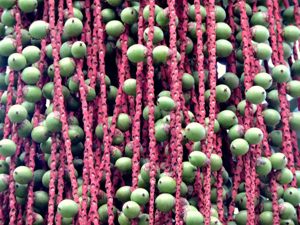 um close de inúmeros frutos verde-claros, ovais, pendurados em cachos em uma palmeira. Os frutos estão presos a hastes longas, finas e rosa-avermelhadas
Foto de Lucas C. Marinho (lcmarinho1)/biodiversity4all.org