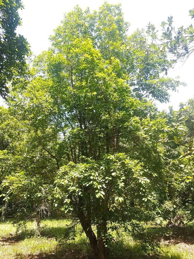 uma árvore verde exuberante, destacando-se em uma clareira dentro de uma área arborizada.  A luz solar é filtrada pela copa, iluminando a árvore e a vegetação rasteira ao redor

📸 Vinicius Castro Souza
