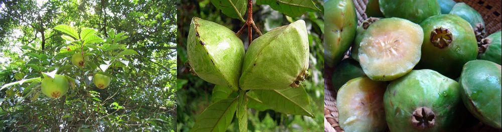 colagem de três imagens exibindo diferentes visões do cambuci.  A primeira imagem mostra os frutos crescendo na árvore; no centro um close de dois frutos ainda presos ao galho e na terceira diversos frutos agrupados, alguns inteiros e outros cortados ao meio

📸 Andre Benedito
📸 Globo Rural
📸 Instituto Auá