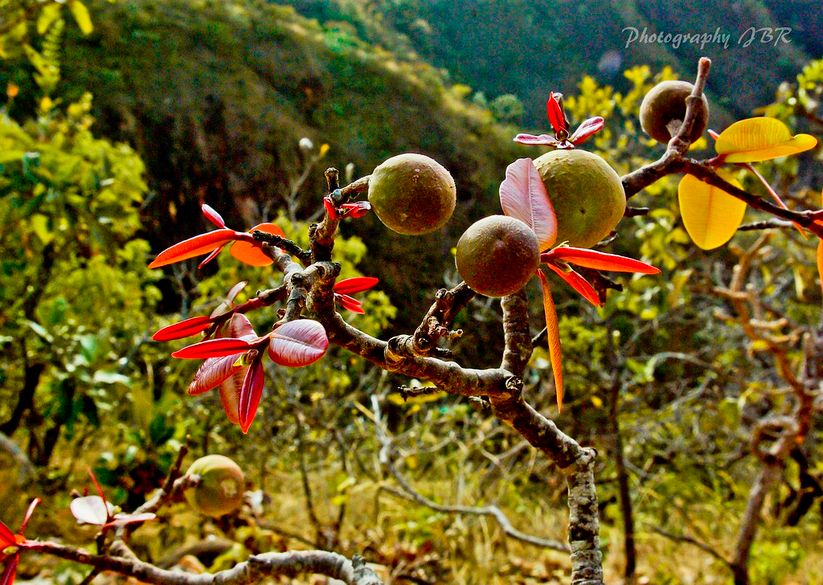 close de um galho de árvore carregado com vários frutos redondos, marrom-esverdeados, as mangabas. O galho é lenhoso e retorcido e apresenta novas folhas num tom vermelho-alaranjado, contrastando fortemente com a folhagem mais escura ao fundo. O fundo sugere uma paisagem montanhosa

📷 Fotógrafo JBR