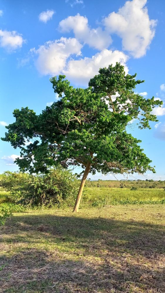 A imagem mostra uma única árvore de folhas verdes em um campo gramado sob um céu azul com nuvens brancas fofas. A árvore está ligeiramente inclinada para a direita e seus galhos se espalham, lançando sombras na grama esparsa e seca abaixo dela. Ao fundo, uma extensão plana de terreno se estende ao longe. 
Foto de Simon Gabriel da S. Martins/iNaturalist 