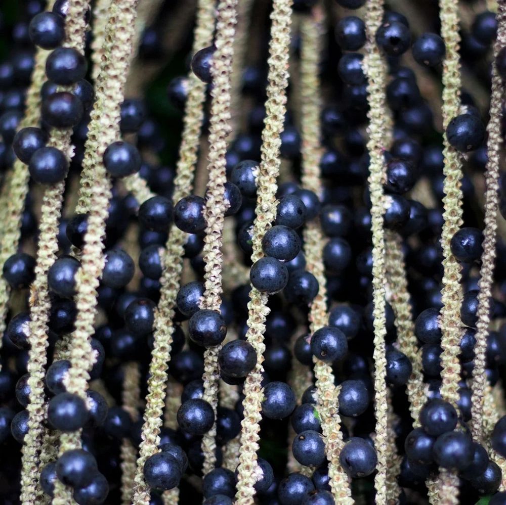 close de um cacho de frutos do açaí, pendurados em hastes finas