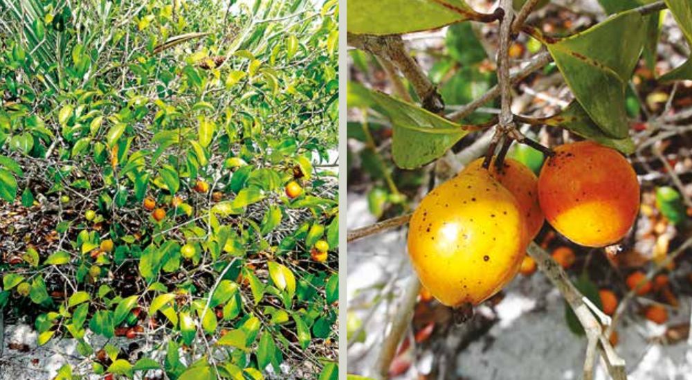 colagem de duas imagens: à esquerda, os ramos de uma planta carregados de numerosos frutos pequenos e redondos, que vão do amarelo pálido ao mais intenso, laranja-amarelado. Alguns frutos apresentam aspecto salpicado ou mosqueado, sugerindo pequenas imperfeições ou variações na intensidade da cor. Os frutos parecem carnudos e têm cerca de 1-2 cm de diâmetro. Os ramos da planta são finos e apresentam tom cinza acastanhado claro; à direita, close de três frutos amarelos pendendo na ponta de um galho. O fundo sugere um solo arenoso ou de cor clara.

📷 biologiavegetal.com.br
