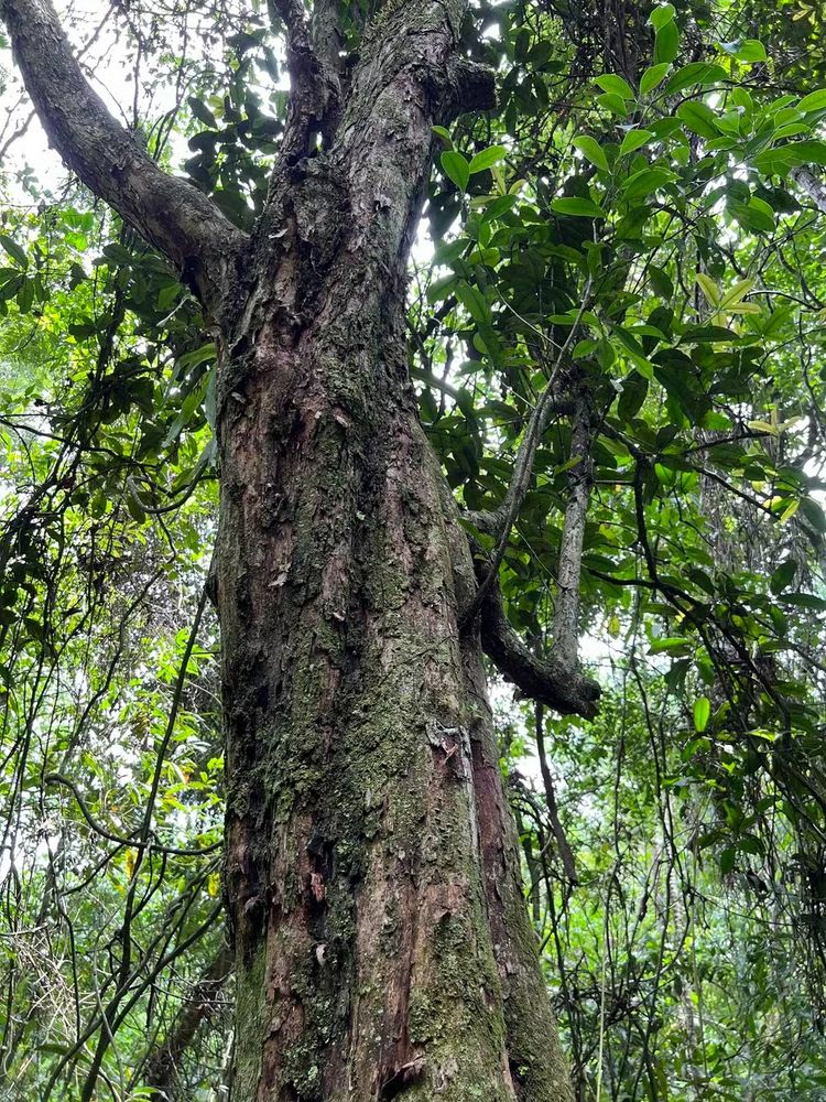 A imagem mostra um close em ângulo baixo de um grande tronco de árvore em uma floresta verdejante. A casca é áspera, texturizada e coberta por manchas de musgo. A árvore se ramifica para cima em uma densa copa de folhas.
Foto: Diego Monsores/iNaturalist 