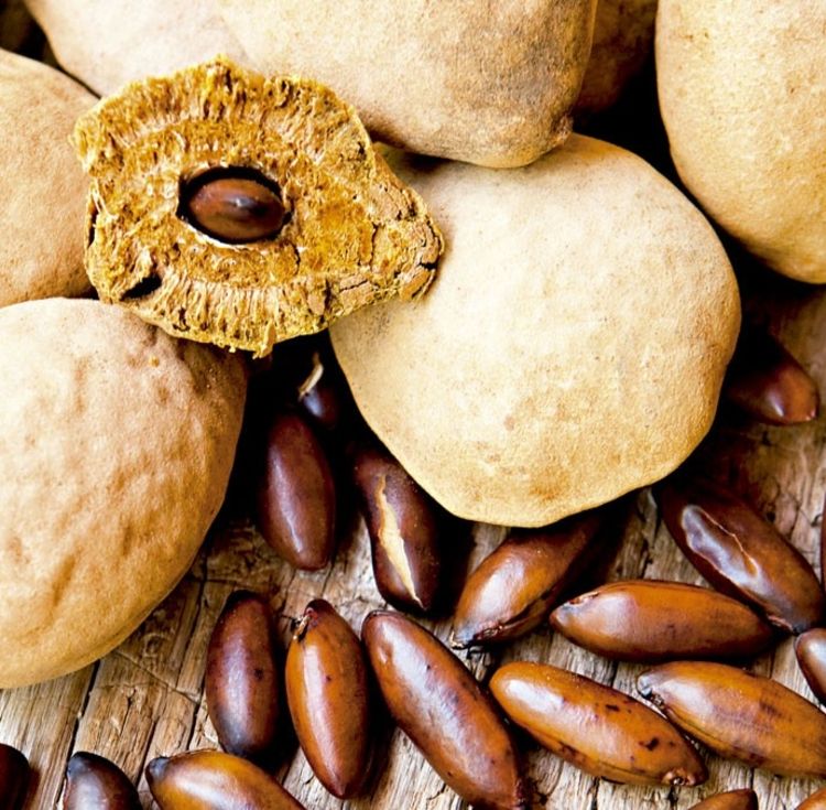 imagem macro de vários frutos grandes, castanho claro, alguns inteiros e um cortado ao meio para revelar uma semente marrom escuro no seu interior, a castanha de baru. Ao redor dos frutos maiores estão espalhadas várias castanhas de baru. Os frutos e as castanhas parecem estar sobre uma superfície texturizada clara.

📷 portaldoholanda.com.br