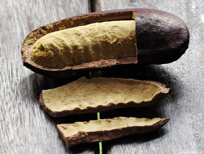 a imagem mostra uma fruta marrom escura em forma de vagem, quebrada em vários pedaços, exibindo uma substância pulverulenta amarelo claro em seu interior, o pó tb é visível no lado interno das partes quebradas. A fruta repousa sobre uma superfície de madeira cinza

📸 Carmen Coimbra/flickr