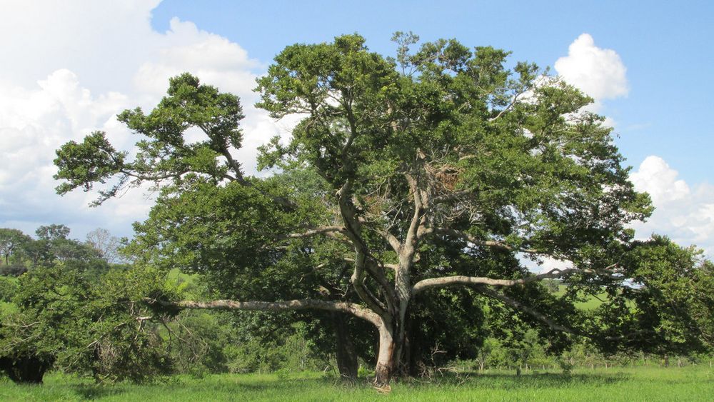 uma árvore grande destacando-se num campo gramado. A árvore tem uma copa larga e extensa, com muitos galhos grossos e nodosos que se estendem em várias direções, alguns até o solo. As folhas são densas e verdes. Ao fundo há outras árvores e arbustos menores. O céu está parcialmente nublado, com nuvens brancas fofas

📸 Arvore Especies/flickr