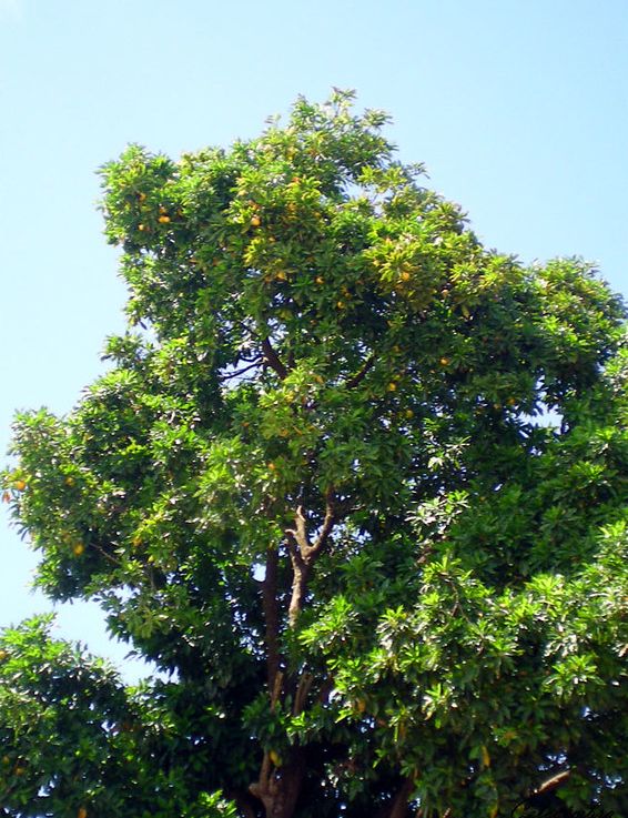 A imagem mostra uma árvore alta e frondosa com frutos amarelos espalhados pelos galhos, contra um céu azul claro. A árvore tem uma copa densa de folhas verdes exuberantes, com alguns galhos apontando para o céu azul claro. O tronco da árvore é grosso e marrom.

📸 Carmen Coimbra
