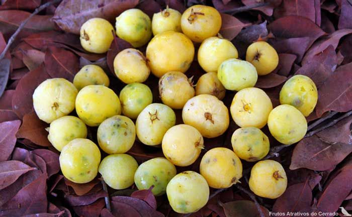 uma pequena quantidade de pequenos frutos amarelo-claro espalhados sobre um leito de folhas arroxeadas escuras. Os frutos são redondos e apresentam um aspecto ligeiramente macio, alguns apresentando pequenas manchas ou variações de cor.  As folhas estão secas e parecem ter caído de uma árvore ou arbusto

📸 Frutos atrativos do cerrado