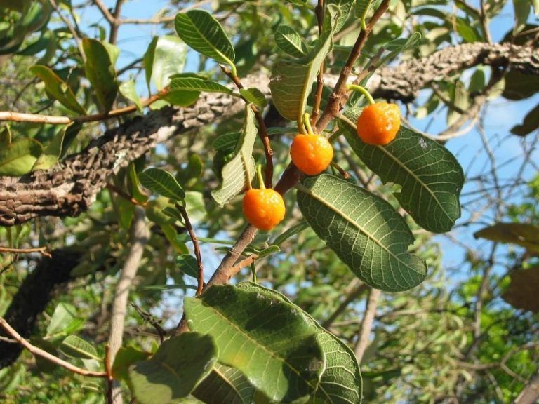 um close de um galho de árvore com três pequenos frutos redondos e alaranjados. As folhas são ovaaladas e verde-escuras. O próprio galho é texturizado e mostra sinais de envelhecimento. O fundo está desfocado, mas mostra mais da árvore e um céu claro e ensolarado
Foto encontrada em edpquatro.blogspot.com