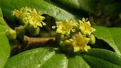 close de várias flores pequenas, em forma de estrela, num tom amarelo pálido, agrupadas em um galho. As flores têm centro laranja-avermelhados e estão rodeadas por folhas verdes vibrantes. Um pequeno inseto, possivelmente uma abelha, é visível perto de um dos botões.

📸 Alex Popovkin