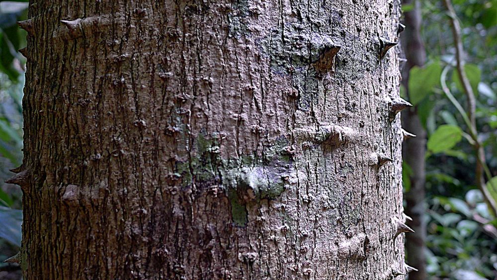 close do tronco de uma árvore. A casca é áspera e texturizada, com numerosos espinhos pontiagudos projetando-se de sua superfície. O fundo está desfocado, sugerindo um ambiente de floresta.
Foto de Alex Popovkin/flickr