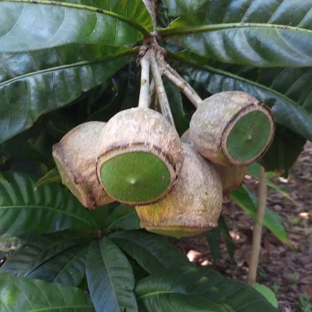 um close de um conjunto de frutos globosos presos a um galho de uma árvore. Os frutos são marrom-acinzentados, e cada uma tem uma tampa circular verde brilhante em sua extremidade. A folhagem ao redor é verde escura
Foto de projeto_colecionandofrutas/instagram