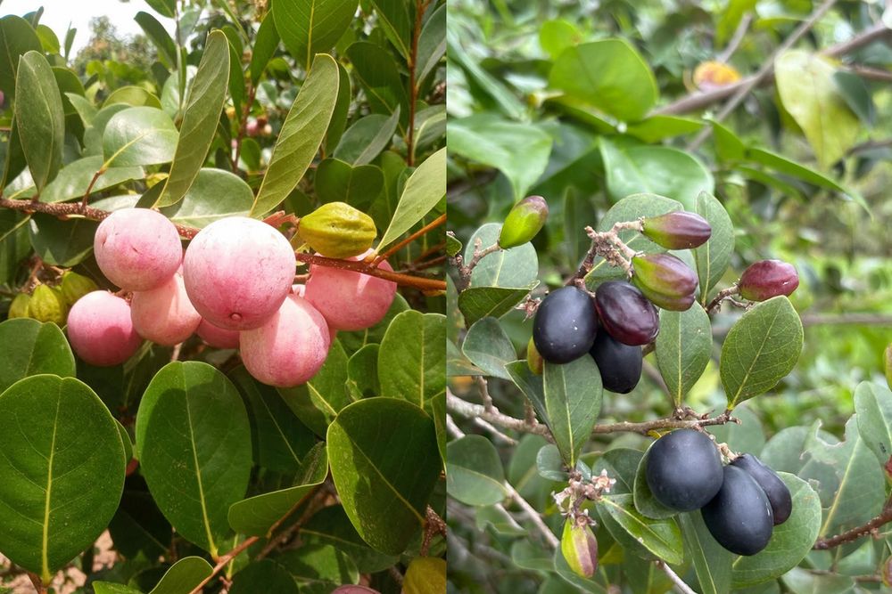 colagem de duas plantas, cada uma com frutos em tons diferentes. O lado esquerdo mostra uma planta com cachos de frutos redondos e cor de rosa. O lado direito mostra uma planta com frutos oblongos e roxo-escuros
Fotos de josehernandez2 e zulmary/biodiversity4all.org
Caixa 
