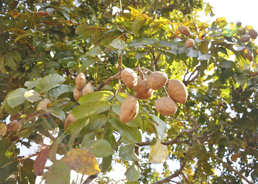 close de um galho de baruzeiro carregado com cachos de frutos amendoados na cor bege. As folhas da árvore são verde e há luz solar  passando entre a folhagem

📷 portal Embrapa