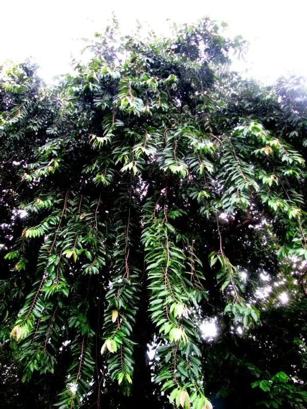 vista de baixo para cima, uma grande árvore verdejante com uma densa copa de folhas. Os galhos parecem pendurados, criando um efeito semelhante ao de uma cortina

📸 palmtalk.org