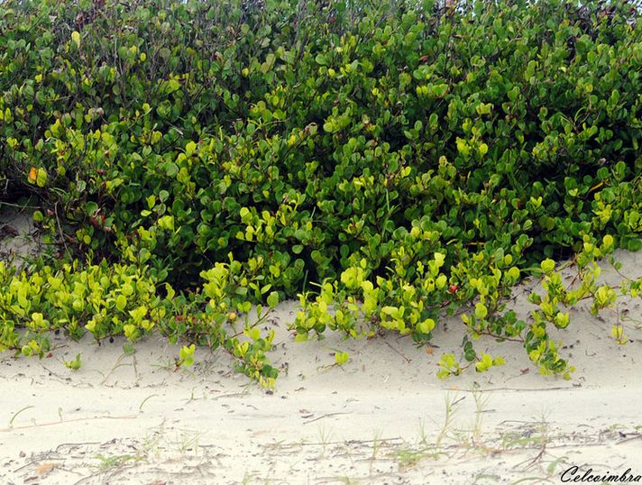 uma área de vegetação baixa, verde e densa crescendo ao longo de uma duna arenosa. As plantas têm folhas pequenas e arredondadas. A areia é bem clara
Foto de Carmen Coimbra/Flickr