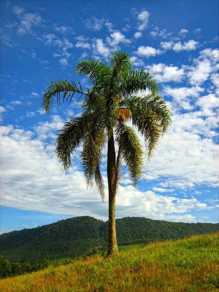 uma única palmeira em um campo gramado contra o pano de fundo de uma serra verdejante sob um céu azul brilhante pontilhado por nuvens brancas fofas

📸 wikiaves.com.br