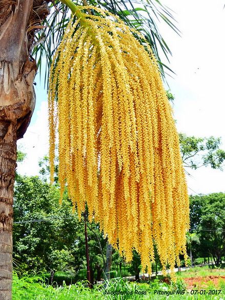 close da inflorescência de uma palmeira. A inflorescência é de um amarelo dourado vibrante, pendendo em numerosos fios longos e densos. O fundo é uma paisagem de árvores verdes

📸 Nicodemo Rosa
