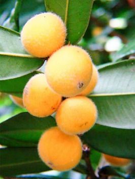 Imagem em close de um cacho de frutas amarelas e felpudas crescendo em um galho com folhas verde vivo. As frutas são redondas e parecem maduras
Foto de urbantropicals.com